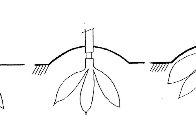 Phytopratiques traditionnelles pour aujourd'hui et demain