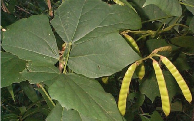 Pachyrhizus erosus : une liane tubéreuse prometteuse