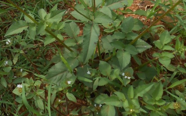 Propriétés hépatoprotectrices de Bidens Pilosa (Inyabarasanya)