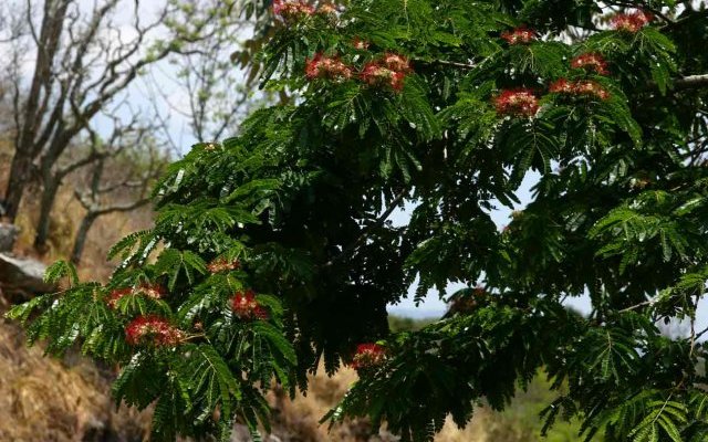 Albizia gummifera : bel arbre mellifère