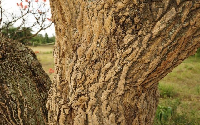 Propriétés hépatoprotectrices d'Erythrina abyssinica (Umuko) 