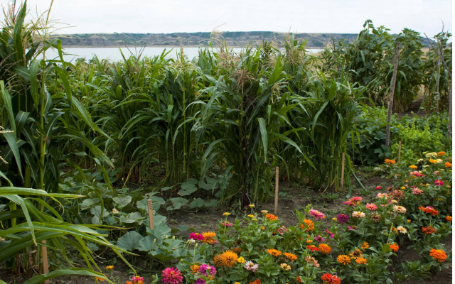 Maïs, Haricots, Courge - « trois sœurs » plurimillénaires