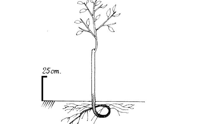 Phytopratiques traditionnelles pour aujourd'hui et demain