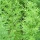 Notes de synthèse sur propriétés antivirales, immomodulatrices et immunostimulantes d'Artemisia annua L.