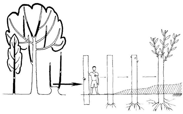 Phytopratiques traditionnelles pour aujourd'hui et demain