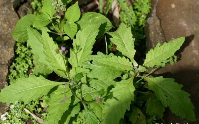 Plantes utilisées pour le traitement des vers...