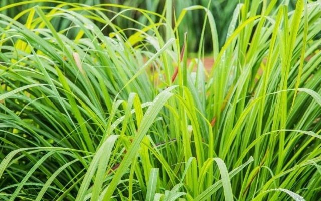 Bénéfices du Vétiver : étonnante plante primitive multifonctionnelle