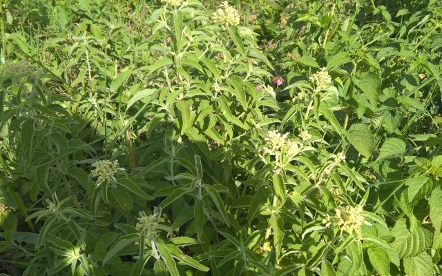 Plantes de l'Afrique des Grands Lacs