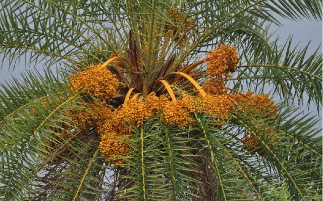 Phytopratiques traditionnelles pour aujourd'hui et demain