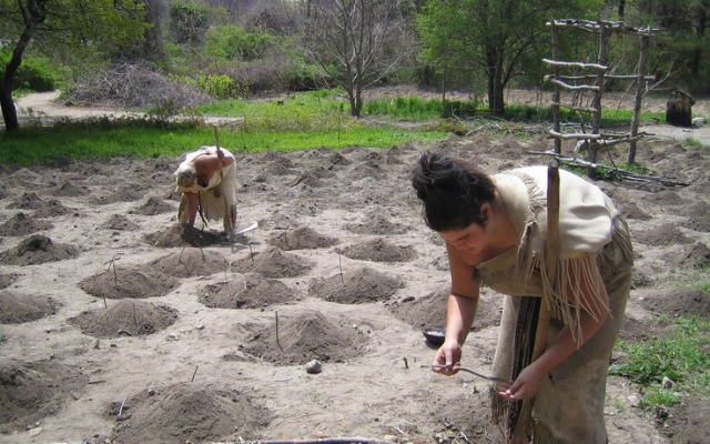 Maïs, Haricots, Courge - « trois sœurs » plurimillénaires