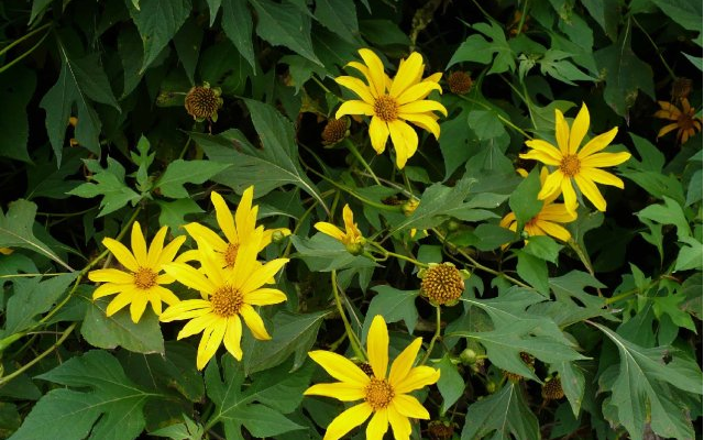 Tithonia diversifolia