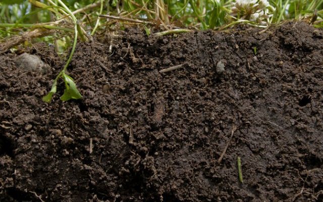 L'azote dans les écosystèmes naturels et cultivés