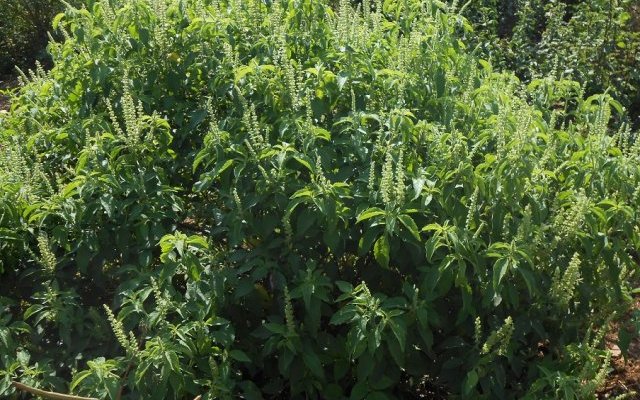 Plantes hépatoprotectrices du Rwanda