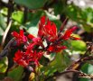 IMG: Canna indica - Plante multifonctionnelle