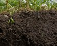 IMG: L'azote dans les écosystèmes naturels et cultivés