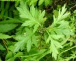 IMG: Artemisia des plantes essentielles contre la Malaria