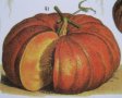 IMG: - 12 - Plantes pour le traitement des vers plats