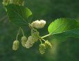 IMG: Morus sp. - Iborore, Mûrier, Mulberry