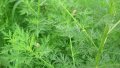 IMG: Artemisia annua L. Composition and Mechanisms