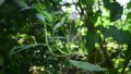 IMG: Vernonia lasiopus