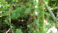 IMG: Asparagus africanus 
