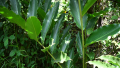 IMG: Aframomum angustifolium - Igitunguru 