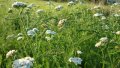 IMG: Principales plantes utiles pour arrêter les saignements