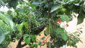 IMG: Groupe d'entraide et d'échanges de savoirs « Permaculture-Rwanda » 