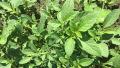 IMG: Isogo (Solanum nigrum) Solanacée trop négligée ?