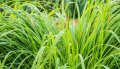 IMG: Bénéfices du Vétiver : étonnante plante primitive multifonctionnelle