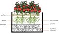 IMG: Évaluation de l'efficacité du système wicking bed
