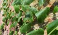 IMG: Zehneria scabra ou Melothria minutiflora - Umushishiro 