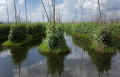 IMG: Jardins flottants du Bangladesh