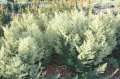IMG: Artemisia et leishmanioses
