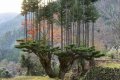 IMG: Phytopratiques traditionnelles pour aujourd'hui et demain