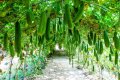 IMG: Luffa cylindrica - Icyangwe 