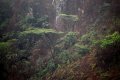 IMG: Les leçons de résilience d'Acacia abyssinica