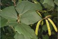 IMG: Pachyrhizus erosus : une liane tubéreuse prometteuse