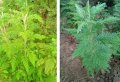 IMG: Artemisia afra, Artemisia annua et Tuberculose