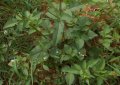 IMG: Propriétés hépatoprotectrices de Bidens Pilosa (Inyabarasanya)