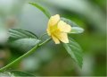 IMG: Plantes du genre Sida