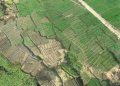 IMG: Leçons dogon de récolte de l'eau et de gestion de la fertilité des sols 