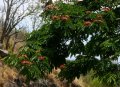 IMG: Albizia gummifera : bel arbre mellifère