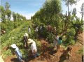 IMG: Guide d'Agriculture Syntropique