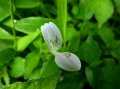 IMG: Hypoestes triflora - Magaru