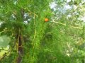 IMG: Asparagus racemosus - Isagara 