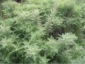 IMG: Artemisia afra In vitro studies