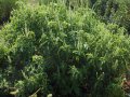 IMG: Plantes hépatoprotectrices du Rwanda