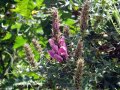 IMG: Acanthus polystachyus - Igitovu 