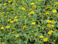 IMG: Aspilia africana - Plante des hémorragies et des blessures